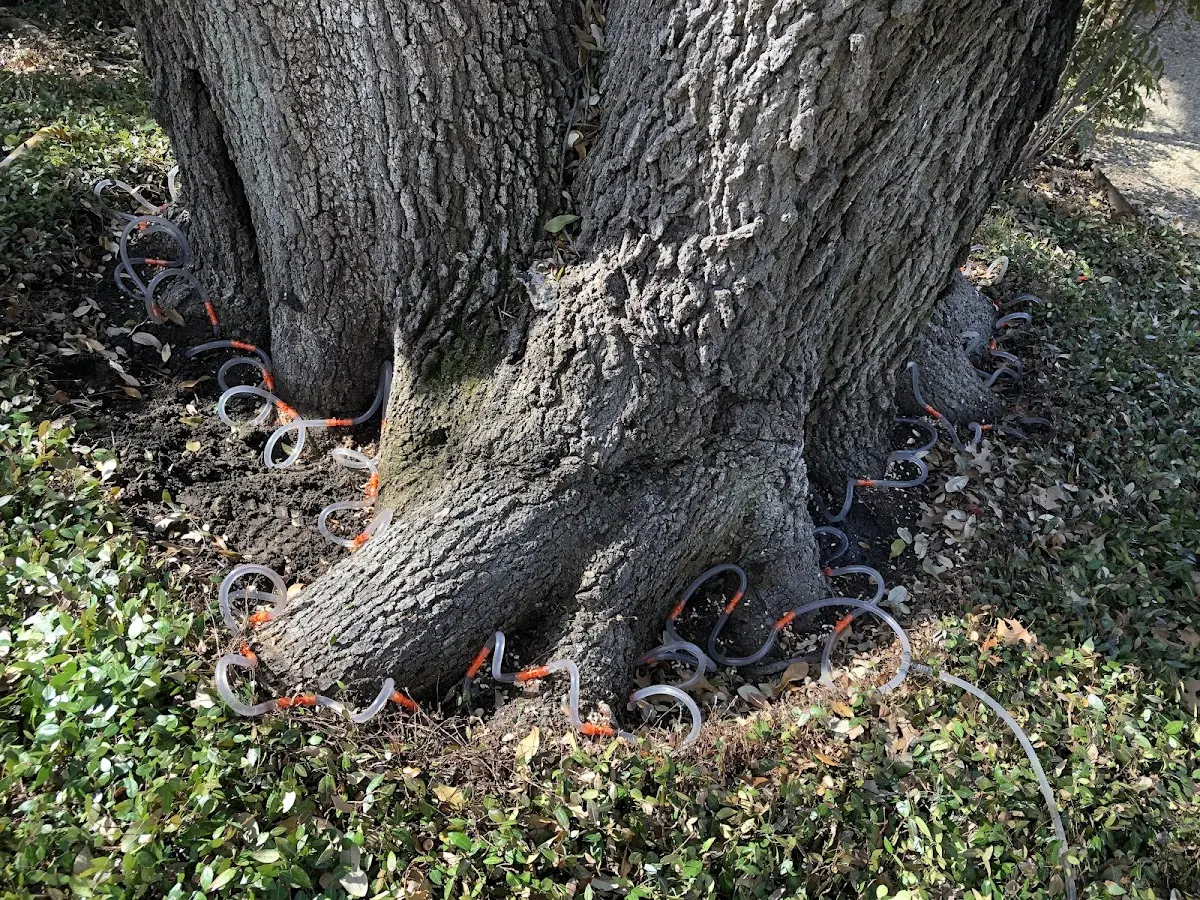 Detailed Tree Cabling and Bracing job site in Norwood Young America