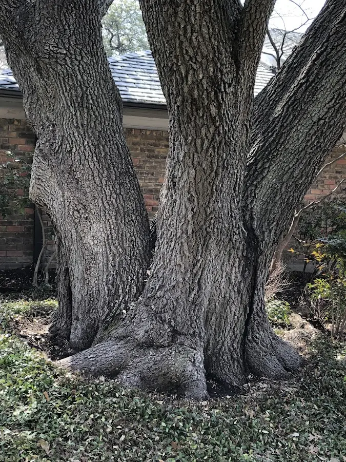 Mature heritage tree close to a Norwood Young America property cared for by certified arborists